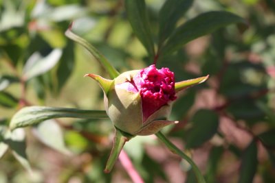 Paeonia suffruticosa - pivoňka keřovitá - květ 1